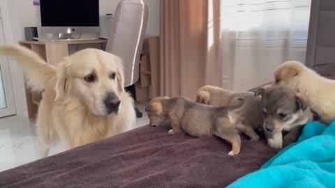 Golden retriever meets puppies for the first time