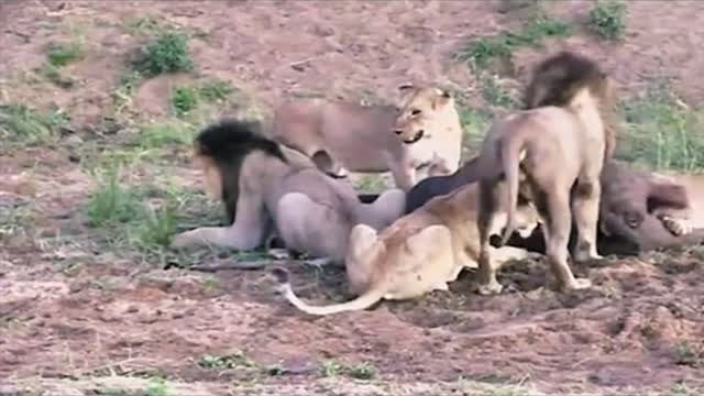 Lion vs buffalo funny moment