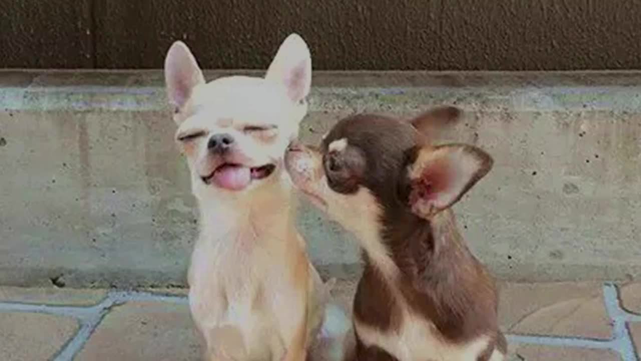 The funniest and most hilarious DOG videos - Funny animal compilation