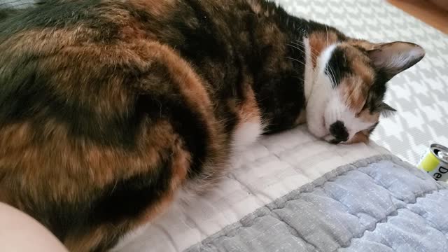 sleeping cat