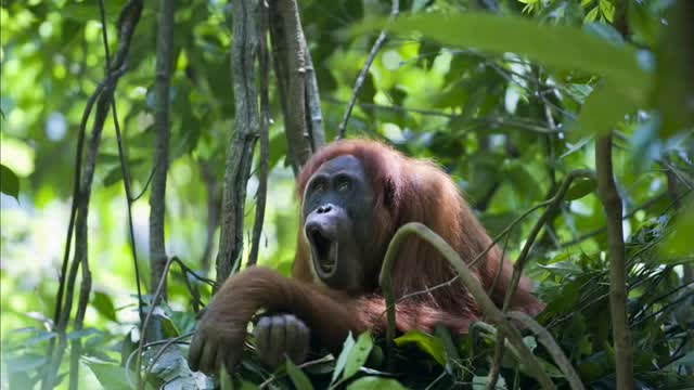 Orangutan Longcall