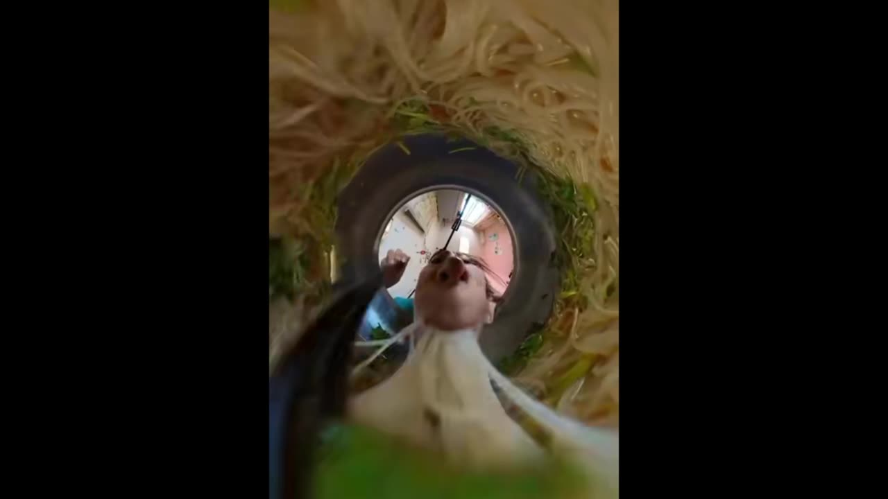 Random Memes