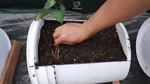 Didn't expect with this tip, it's so easy to grow sweet potatoes on the terrace with so many bulbs l Mixvlog