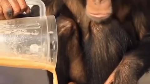 The Orangutan Eating moment | Animals Eating