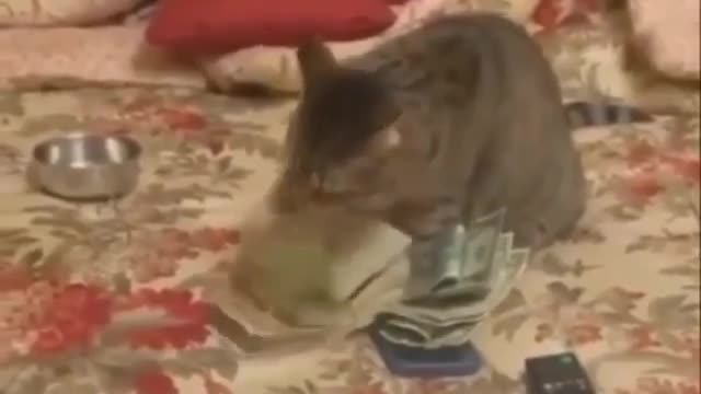 Cat Money Video Mind Blown