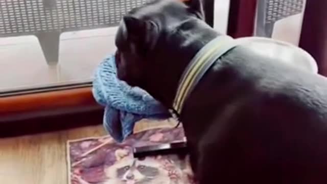 This Dog Has Manners...Incredible