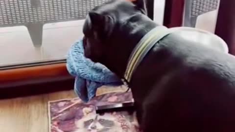 This Dog Has Manners...Incredible