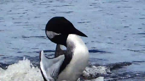 Loons Nesting