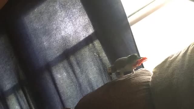 Parrot charges at foot