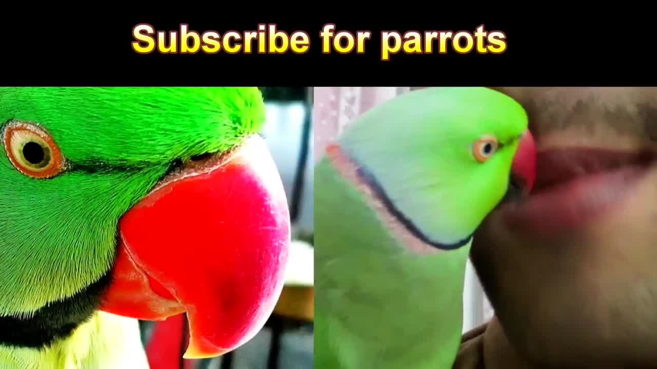 Conversation with my parrot,Worlds best Bird