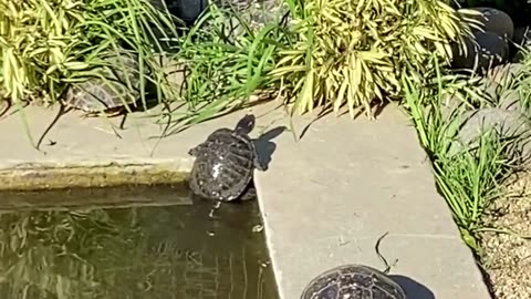 Turtle Tried climb, Spitz Vs Doberman, Fawn Zoomies In Backyard-Crazy Cam Sceans