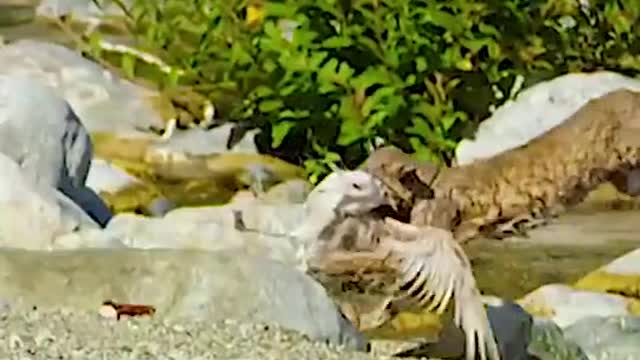 Lion cub vs eagle