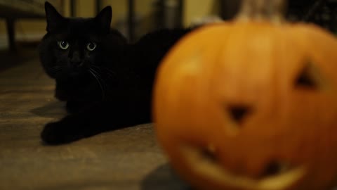 Watch the sophistication of this black cat