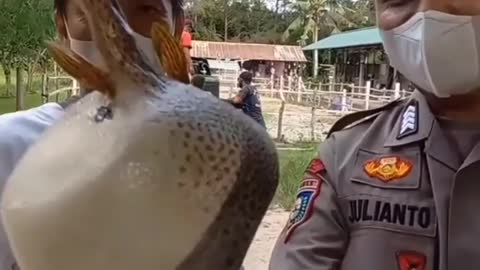 This is a beautiful and charming water-dwelling species