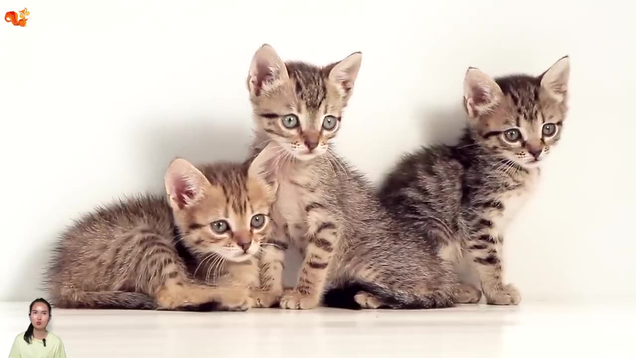 Cute Animals Video Cat Horse Chiks Hen Cow