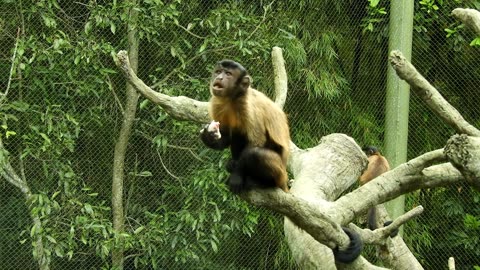 EXOTIC ANIMALS