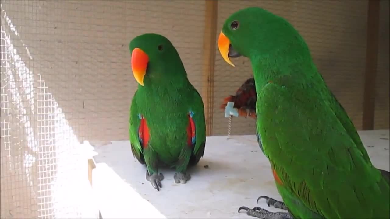 Funny BIRDS & Talking and Singing