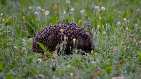 Hedgehog Garden Animal Foraging Cute Grass Spur 🤩🤩