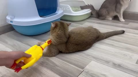 New Funny Animals 2023 🤣😂 Funniest Cats and Dogs 😹🐶 Part 9
