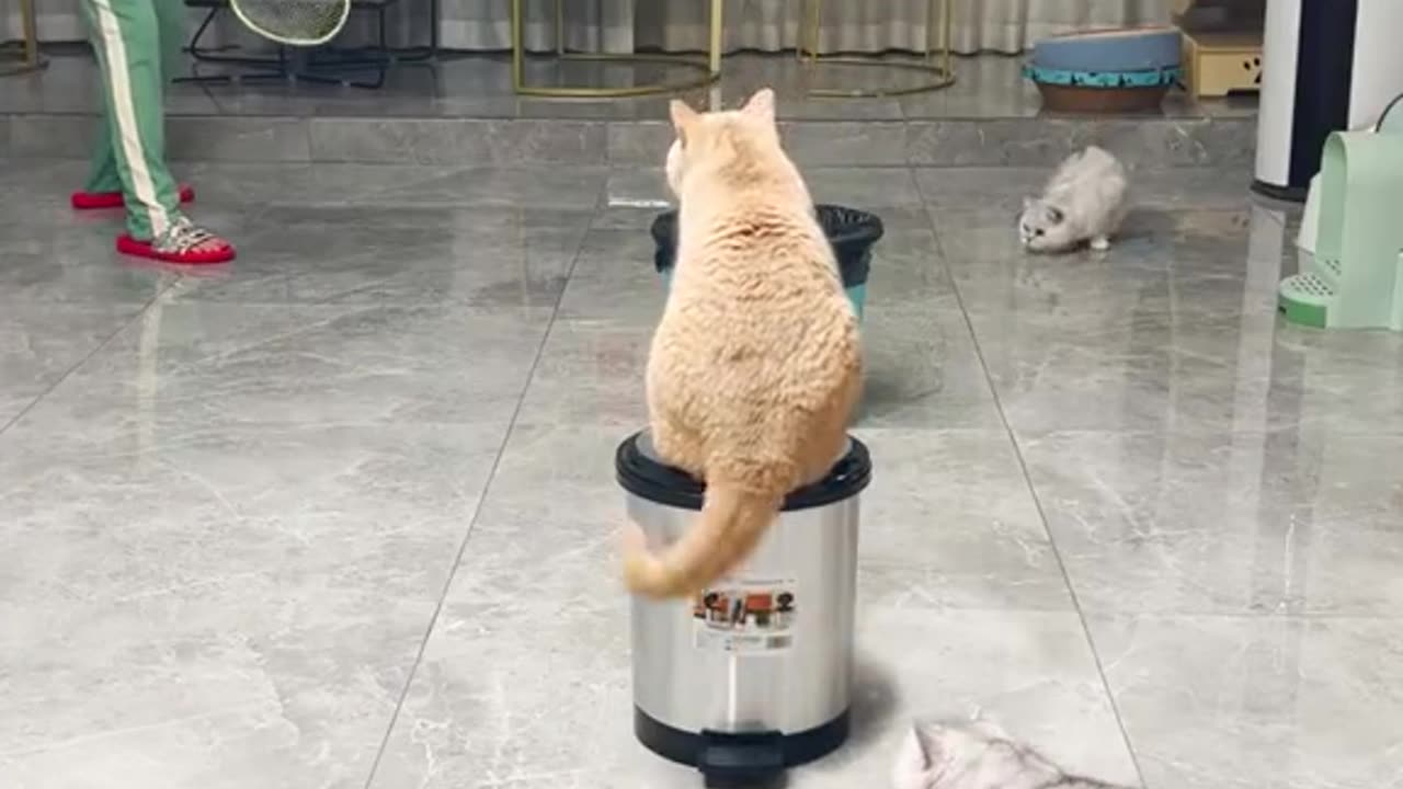 My cats play with me