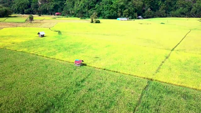 VIDEO BACKROUND VIEW OF THE FIELDS IN THE DESA