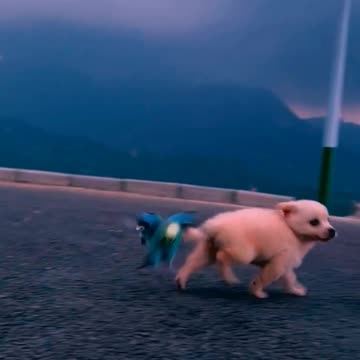 So cute animals #Animals #dog #cat #duck #monkey #adoremonkey #Monkey Animals27