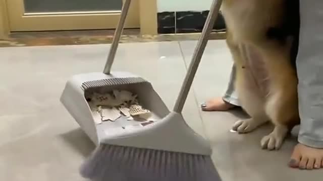 A dog that makes mistakes 🐶🐶