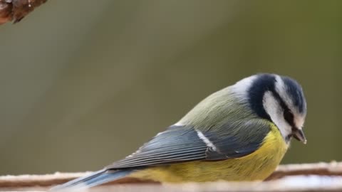 The most beautiful moments for a little bird