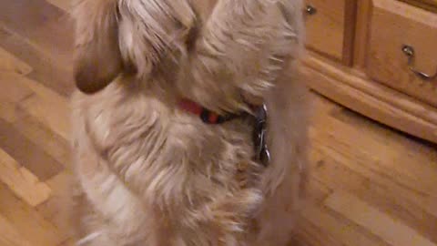 Willy - the Golden Boy howling.