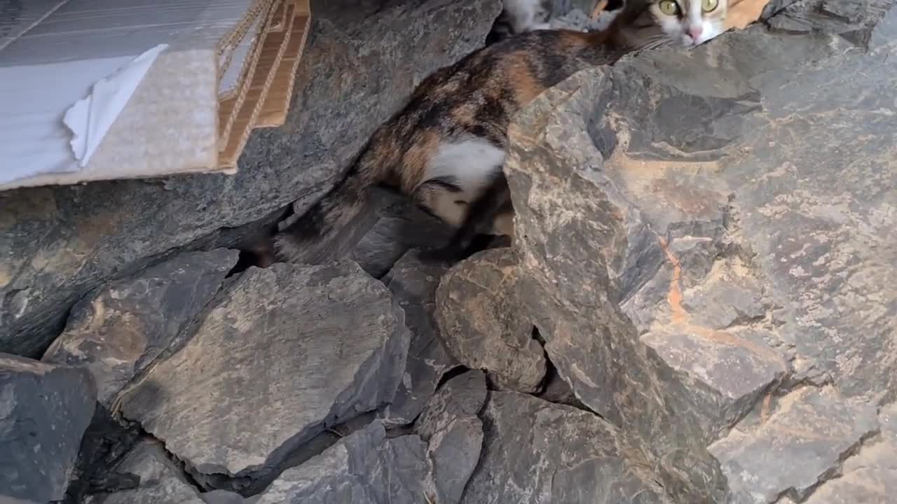 Poor mother cat hiding in the cliffs to protect her Kittens.