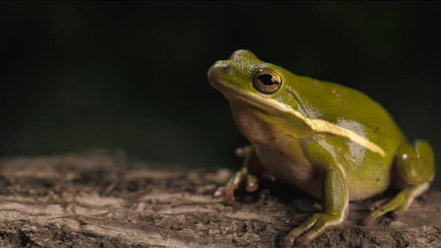 Green toad breathing with a dark background