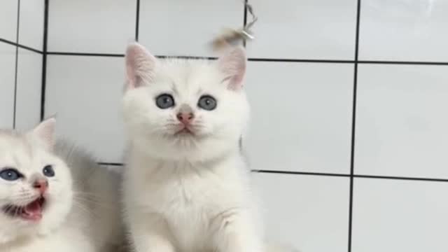 pet cat