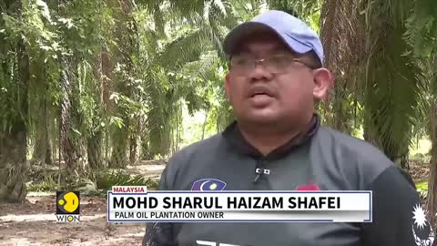 Malaysia faces severe labour crisis, palm fruit industry among the worst hit _ World News _ WION