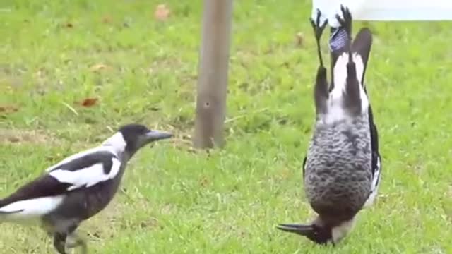 These little birds are playing around the bedsheet.