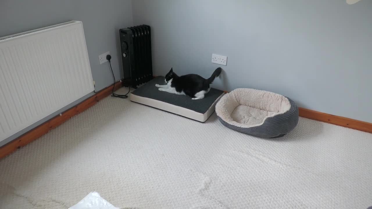 Cat Zoomies(6)