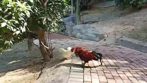 cocks