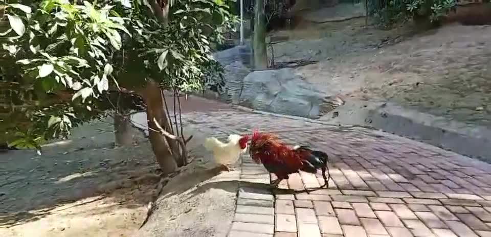 cocks