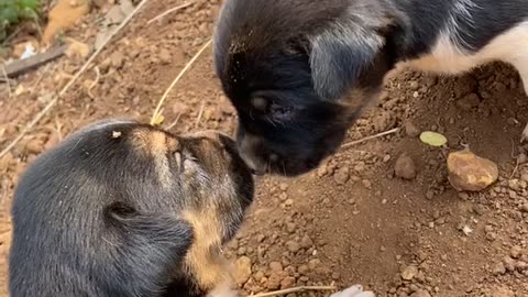 Cuteness overload puppies