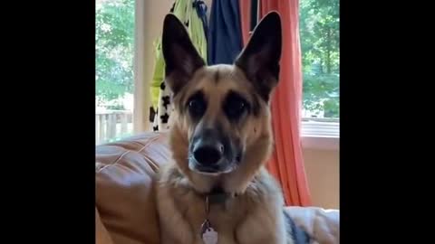 Dog listening to his favorite words.