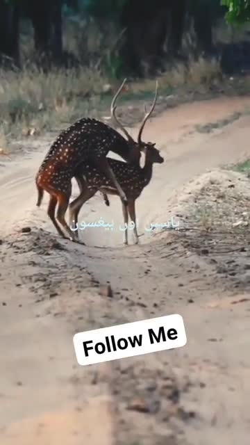 Animal vs animal funny