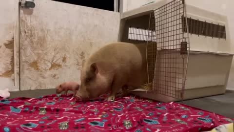 Rescued Mama Pig & Baby Piglet Talking to Each Other