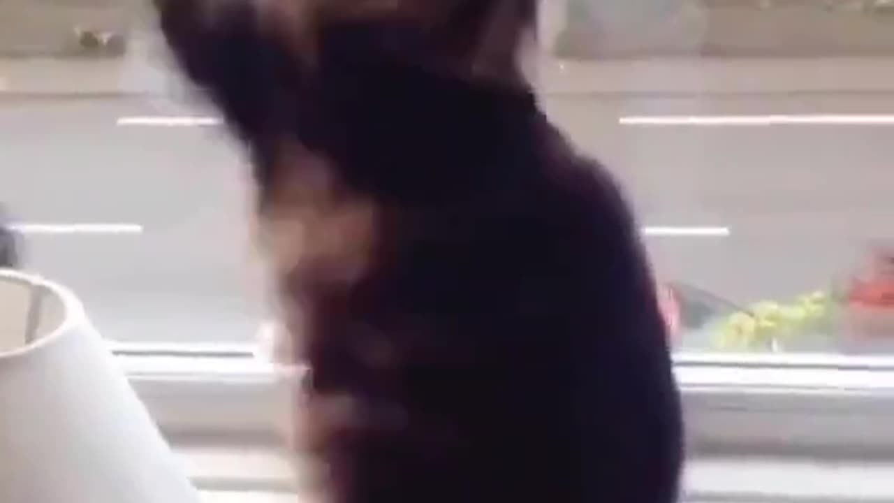 cat waving