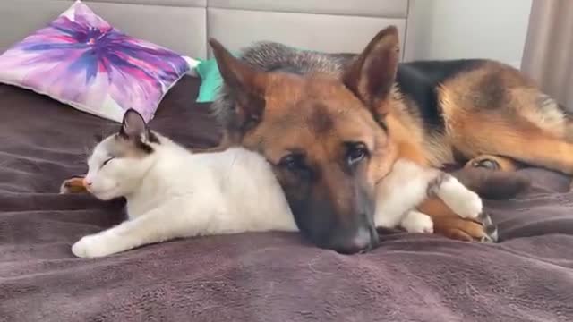 The German Shepherd uses a Cat as a pillow!