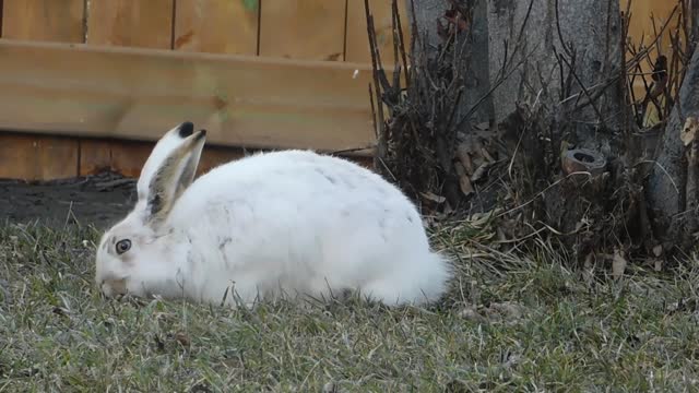 cute rabbit eating grass