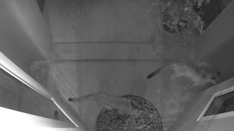Awakened by Mountain Lion Cubs Knocking on the Door