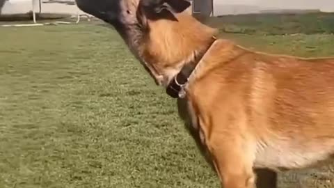 Balance, concentration, calm, and courage #shorts #shortvideo #video #virals #videoviral
