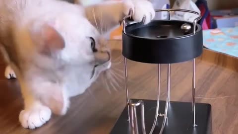 Funny Cats