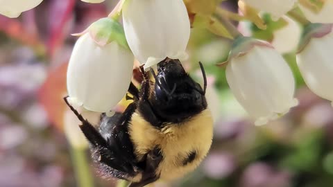 Fluffy Bumblebee