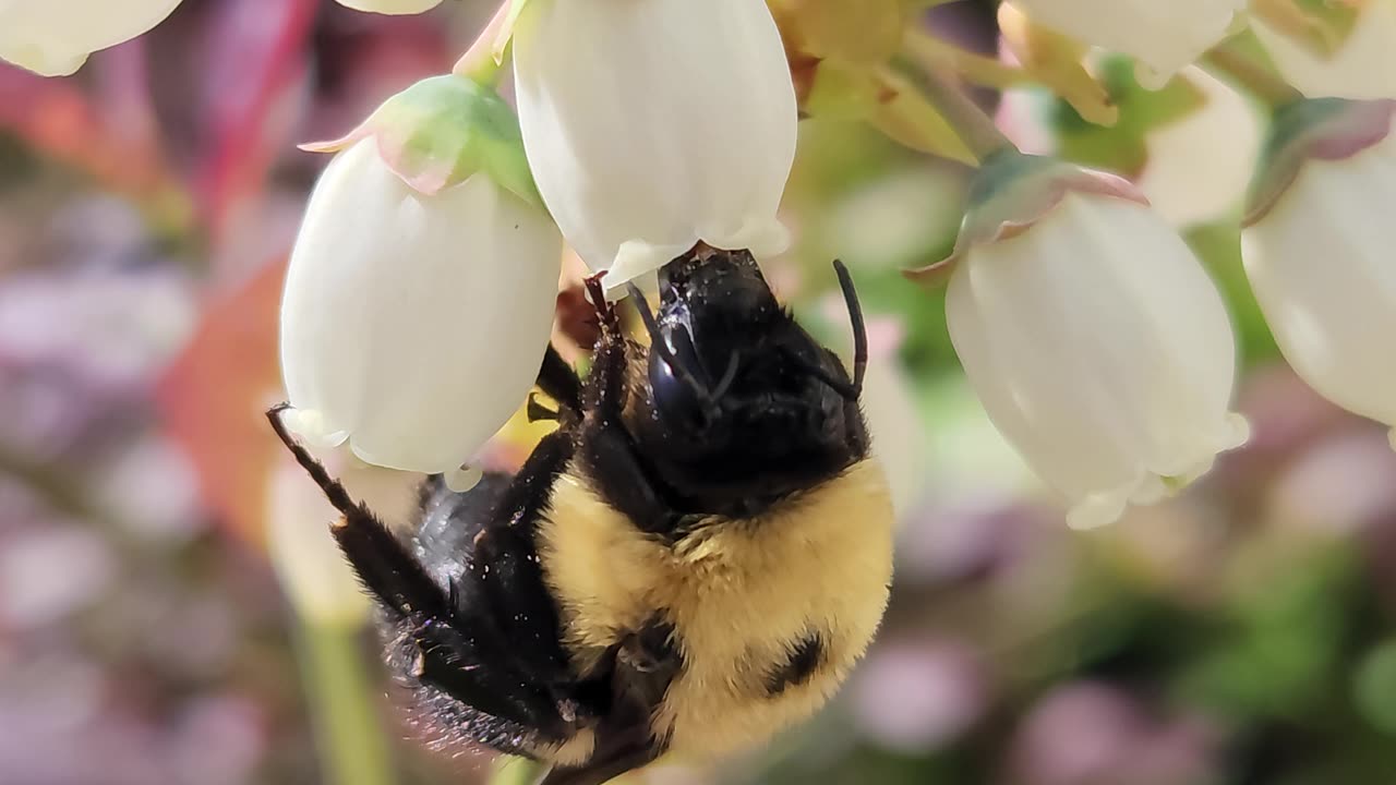 Fluffy Bumblebee