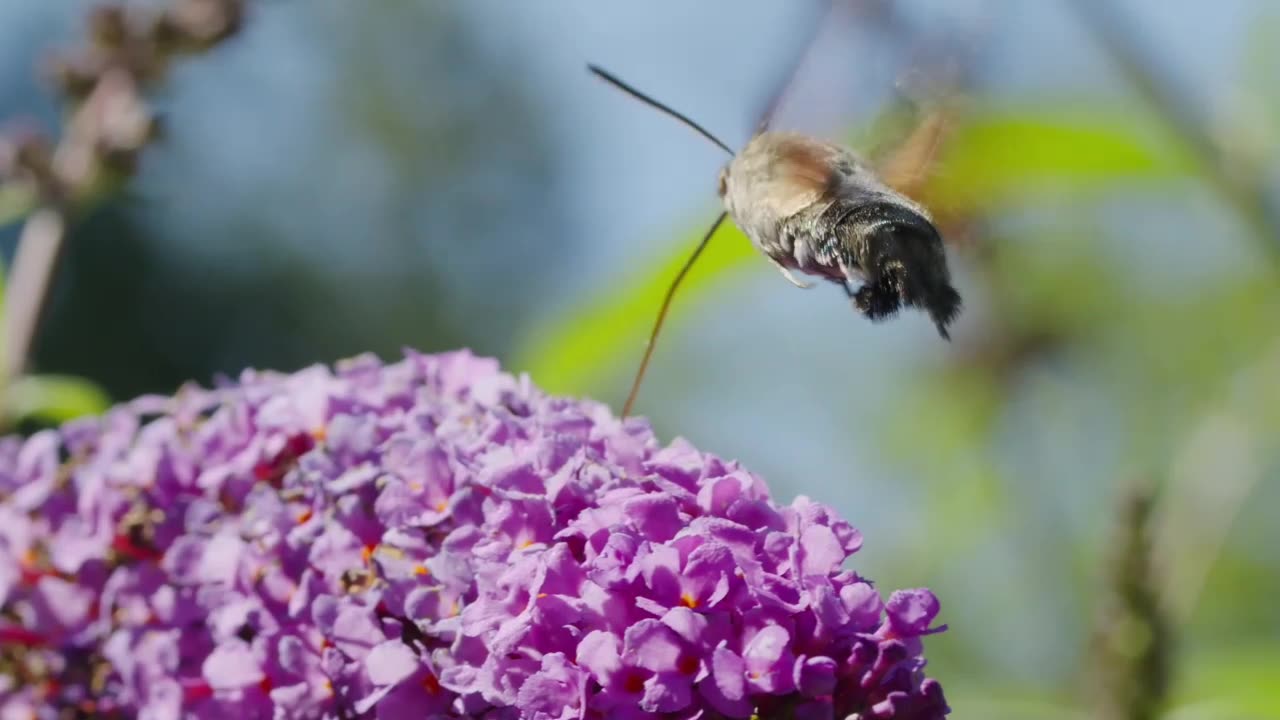 Butterflies extracting honey from flowers.